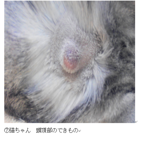 皮膚に発生する できもの いろいろ 院長ブログ うぇる動物病院 町田市本町田の動物病院 犬猫の予防接種 夜間診療 ペットホテル