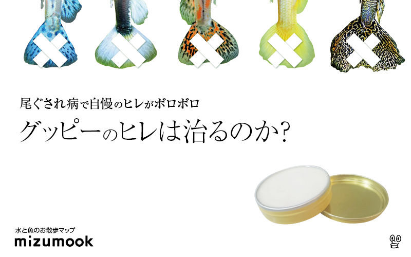 グッピーの尾びれがボロボロ 尾ぐされ病の原因と直し方 ミズムック