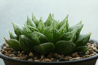 Brilliant ｇreen ハオルチア