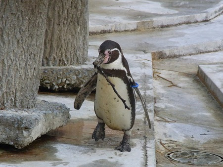 働き者のまりんちゃん 羽村市動物公園にて ペンギン讃歌