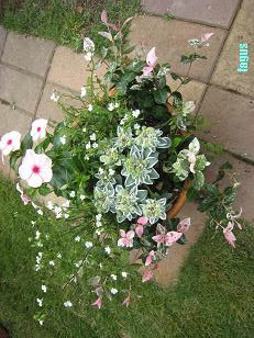 寄せ植えなど こもれび