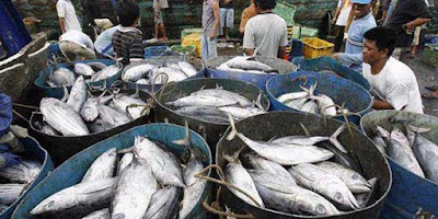 Ambon, Malukupost.com - Harga ikan berbagai jenis dan daging sapi segar yang ditawarkan para pedagang di dua pasar tradisional Kota Ambon kembali bergerak naik di hari pencoblosan Pilkada Kota Ambon. Pantauan di lokasi pasar ikan Arumbai kawasan pasar Mardika, Rabu (15/2) pagi, pedagang menawarkan ikan cakalang segar dipasok dari desa Latuhalat maupun Tulehu mencapai Rp70.000/ekor tergantung ukuran, bahkan ada menjual Rp80.000/ekor.