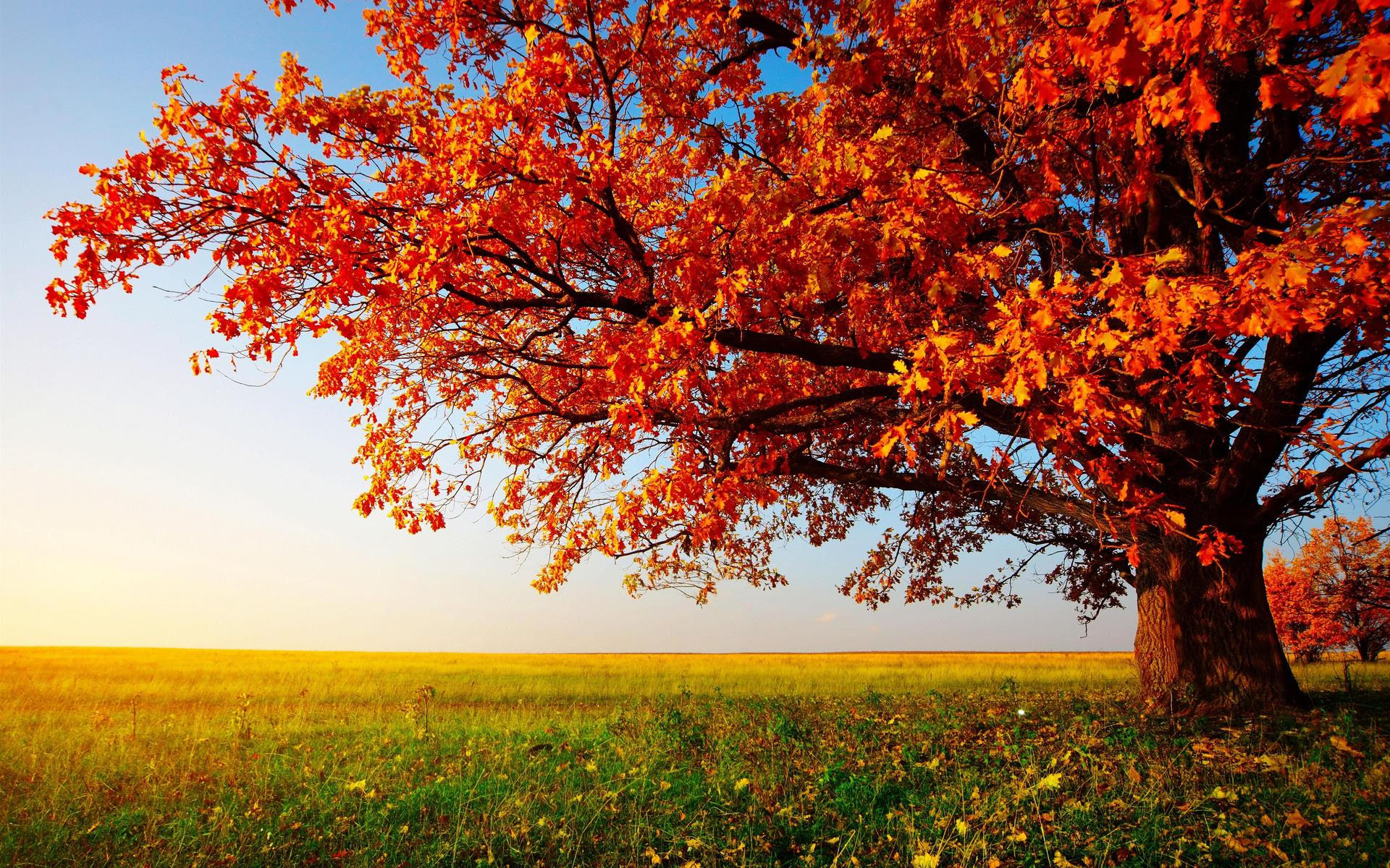 HD Autumn Tree Landscape Images Wallpaper Download Free HD Autumn Tree Landscape Images Wallpaper Download Free