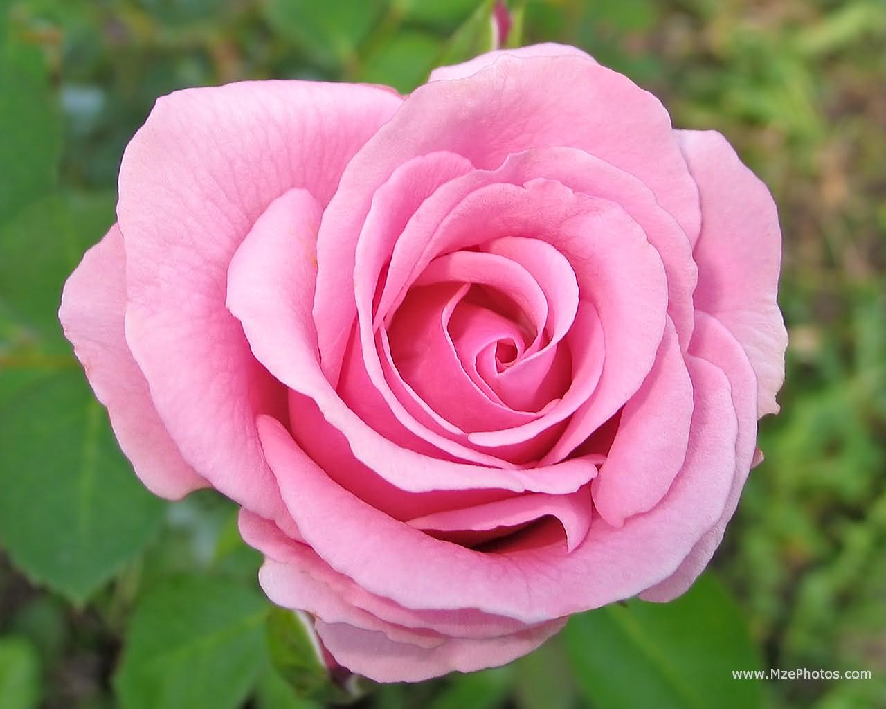 Orange Rose Wallpapers HD Pictures – Flowers Wallpapers ...
