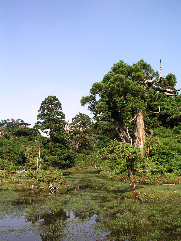 屋久島の写真 壁紙 グリーンメッセンジャー屋久島