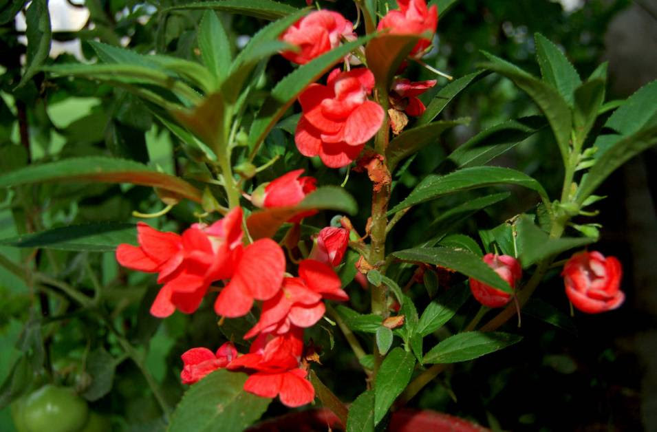 什么是一年生草花 两年生花草和宿根草花