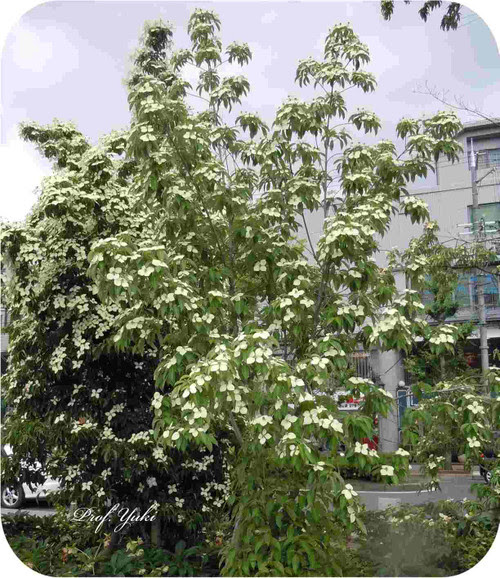 初夏に咲く白い花にはヤマボウシ ユッカ キョウチクトウなどまだまだありました プロフ ユキのブログ