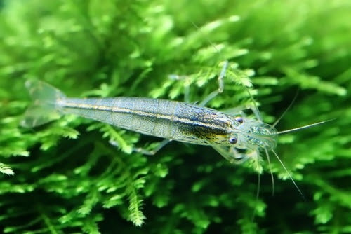 ミナミヌマエビの内臓が白いのはどうして ミナミヌマエビの生態