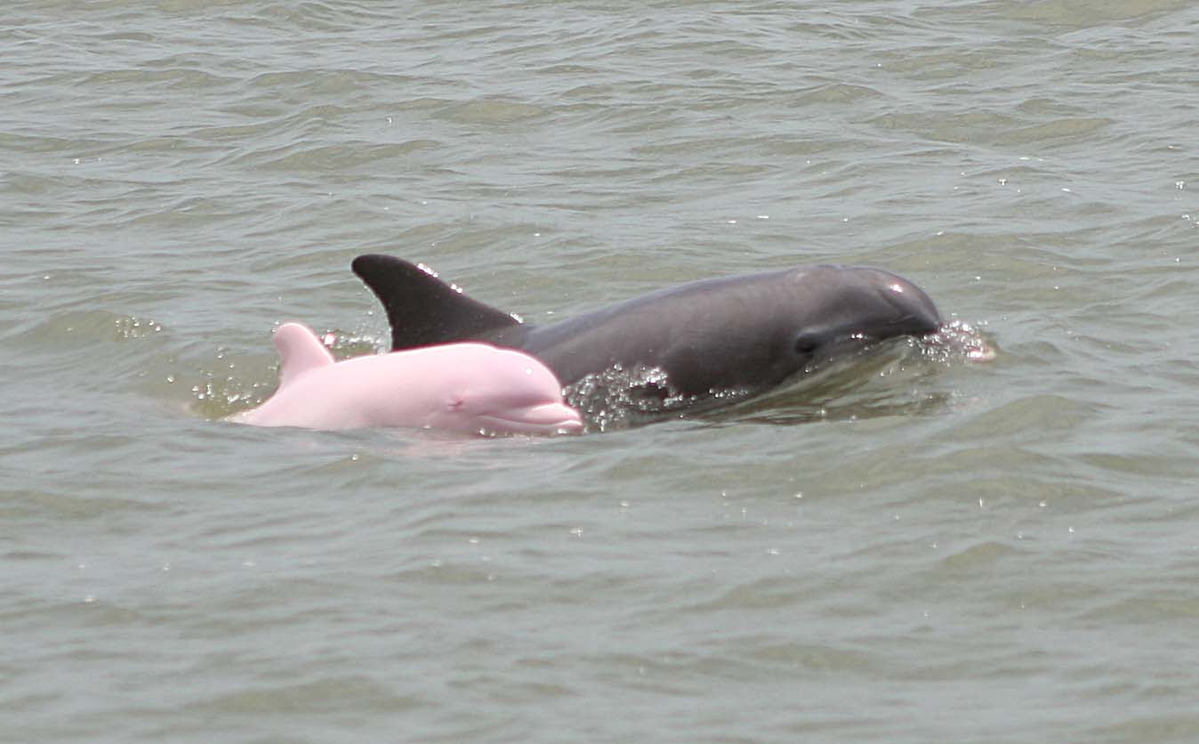 pink dolphin