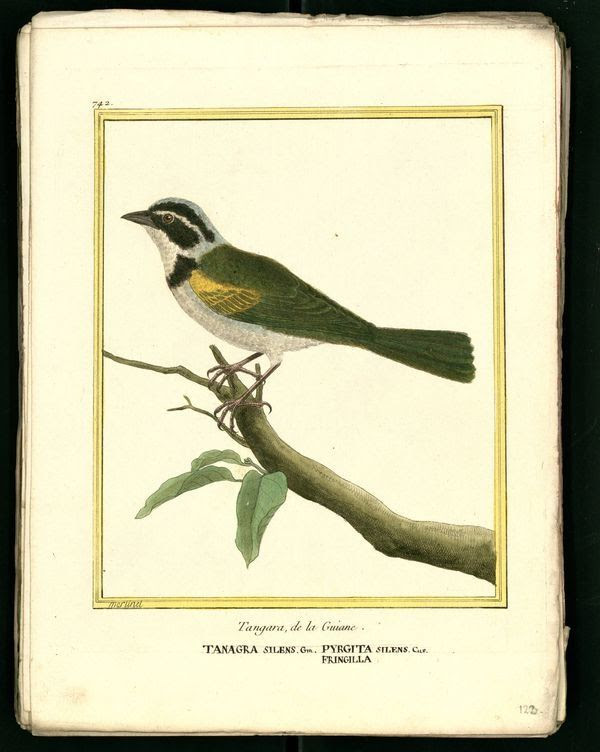 Dessin gravure Buffon oiseau tangara guyanne Education Dessin gravure Buffon oiseau tangara guyanne Education