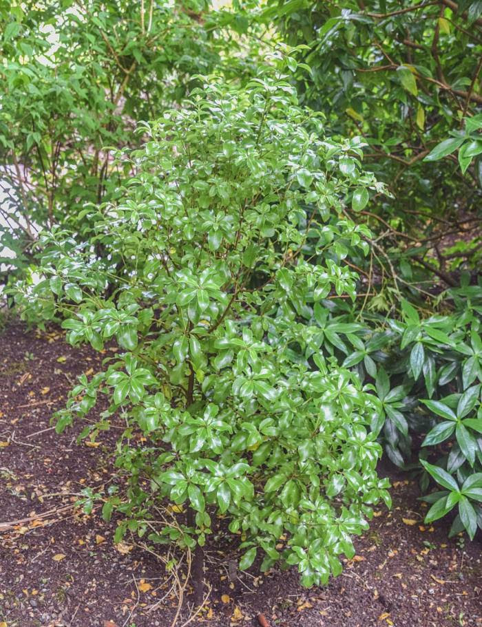 Turned Earth | O'Connell Landscape Blog