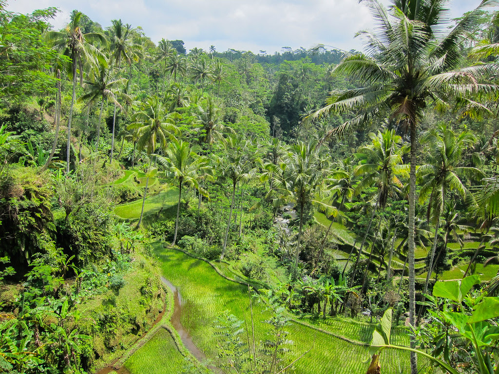 Jungle 