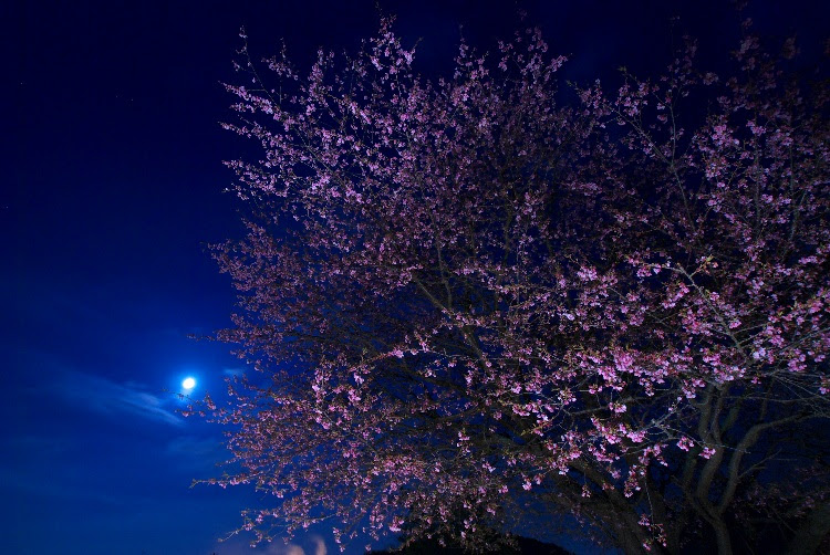 Daily Photo ｂｙ Gon 初夜桜
