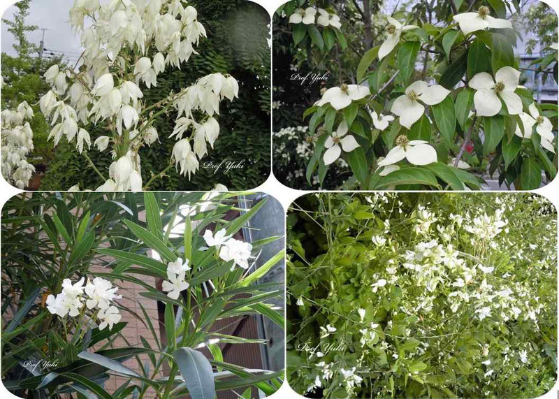 初夏に咲く白い花にはヤマボウシ ユッカ キョウチクトウなどまだまだありました プロフ ユキのブログ