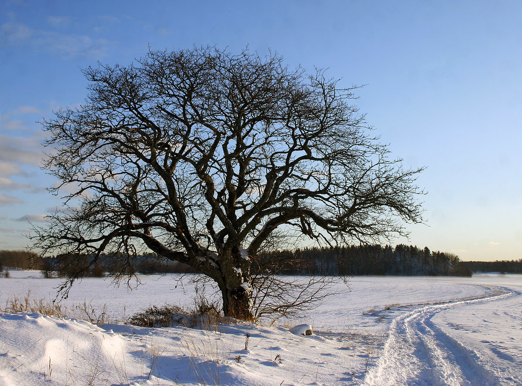 That Old Tree