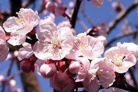 ４月１２日 あんず 今日の誕生花 366日への旅 携帯版