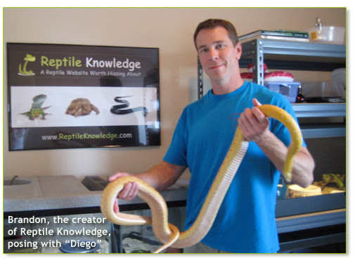 Pet Gopher Snake