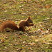 Sciurus vulgaris