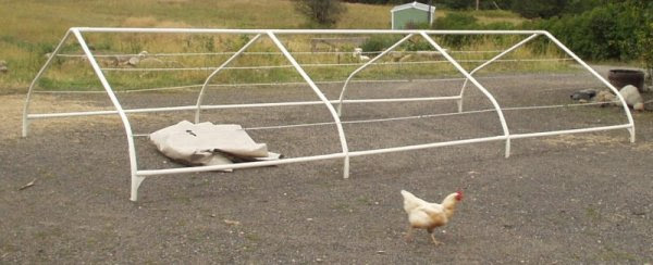 portable 
chicken pen made from a costco canvas garage