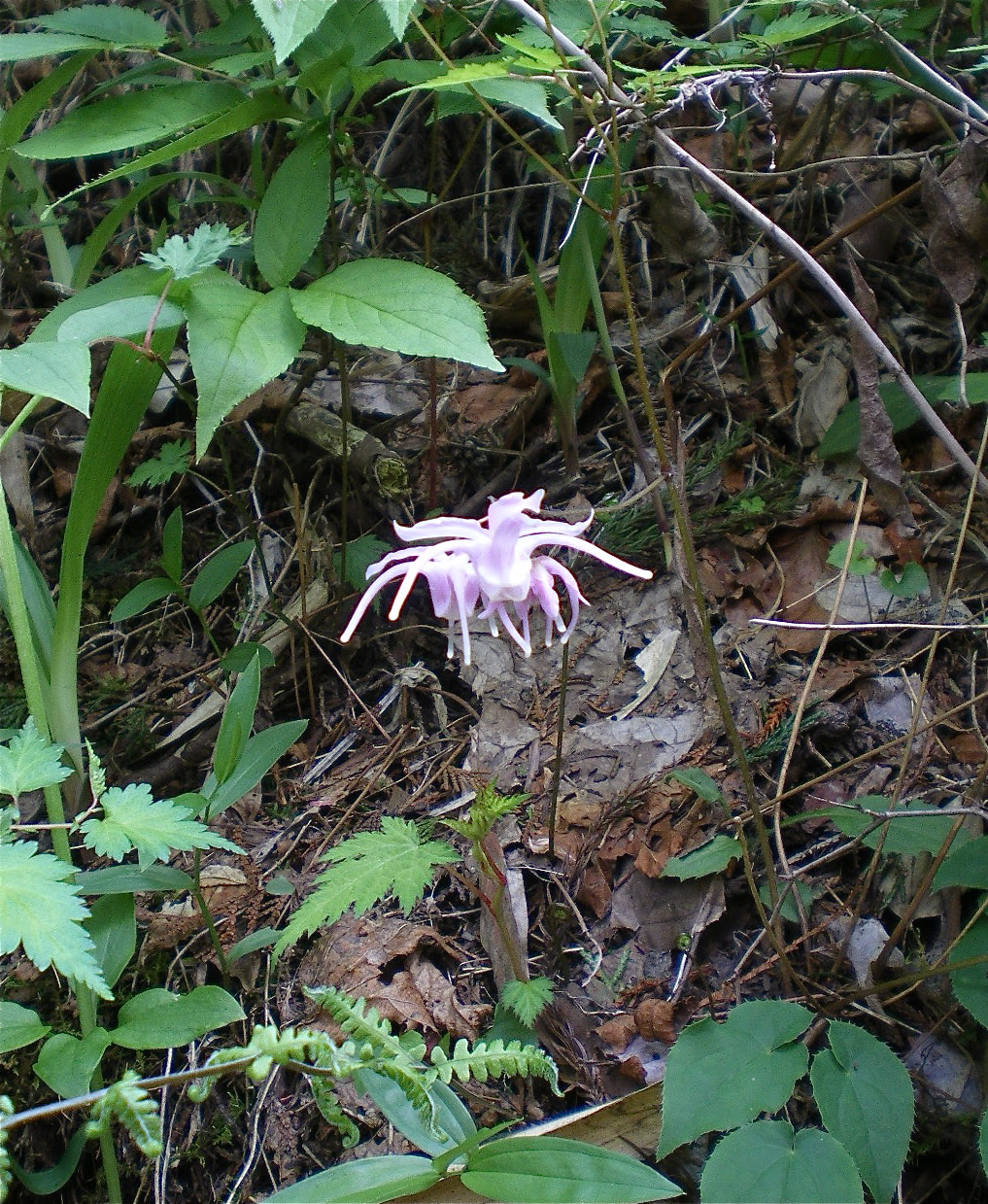 歩キ眼デス イカリソウ 錨草