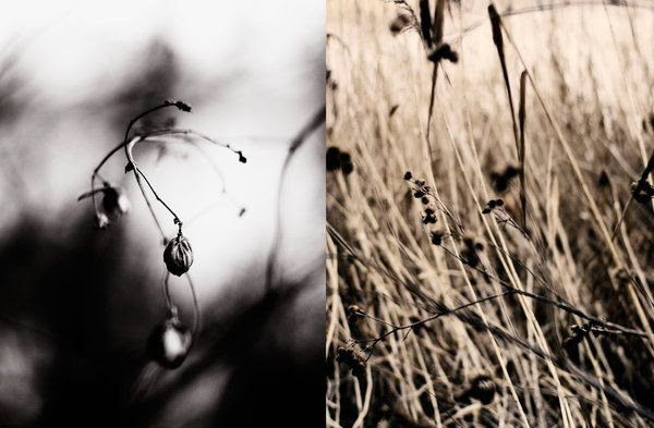  photo winter_by_soheir.jpg