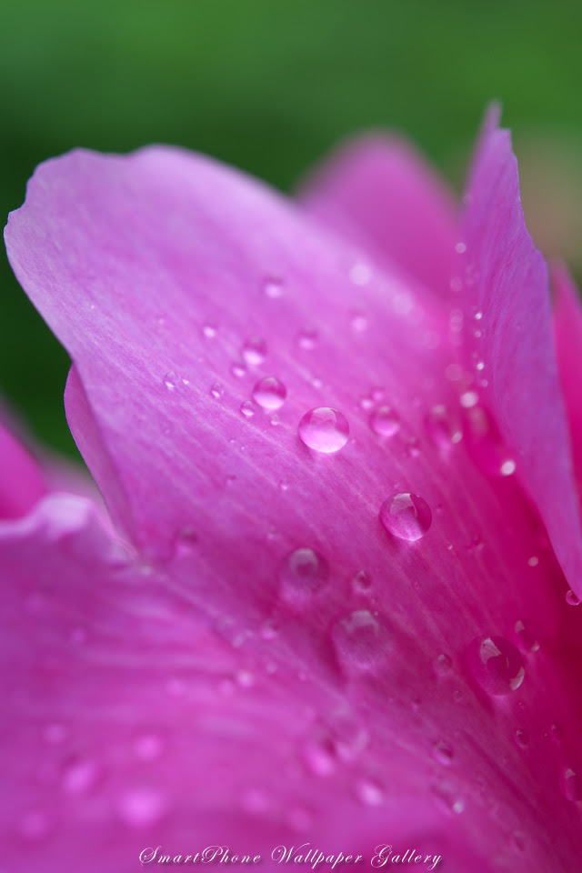 Free Iphone 4s Wallpaper Flower シャクヤク Peony Iphone 壁紙館