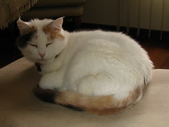 Pipi