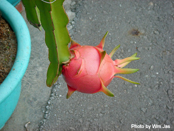 ドラゴンフルーツの育て方