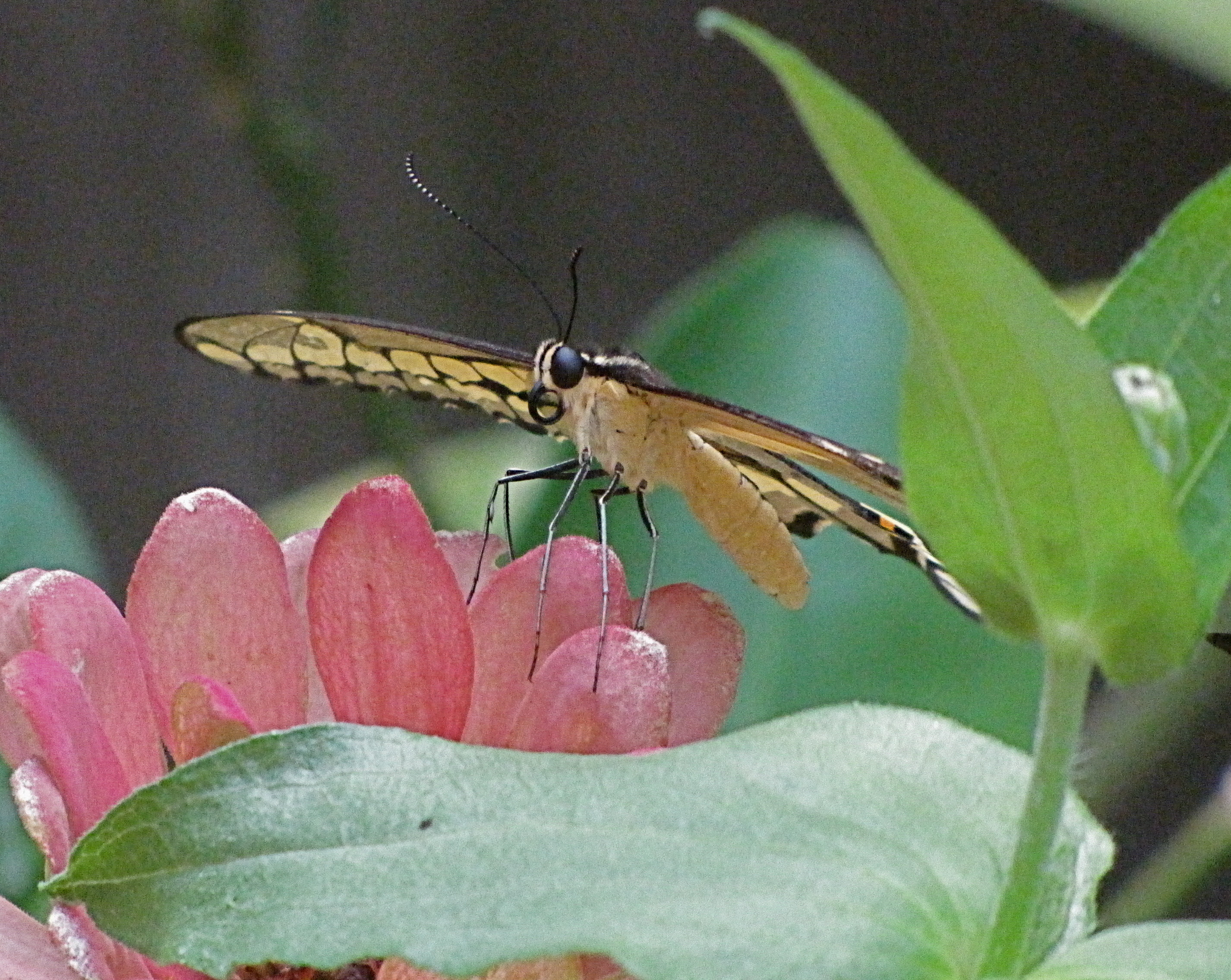 Giant Swallowtail Butterfly