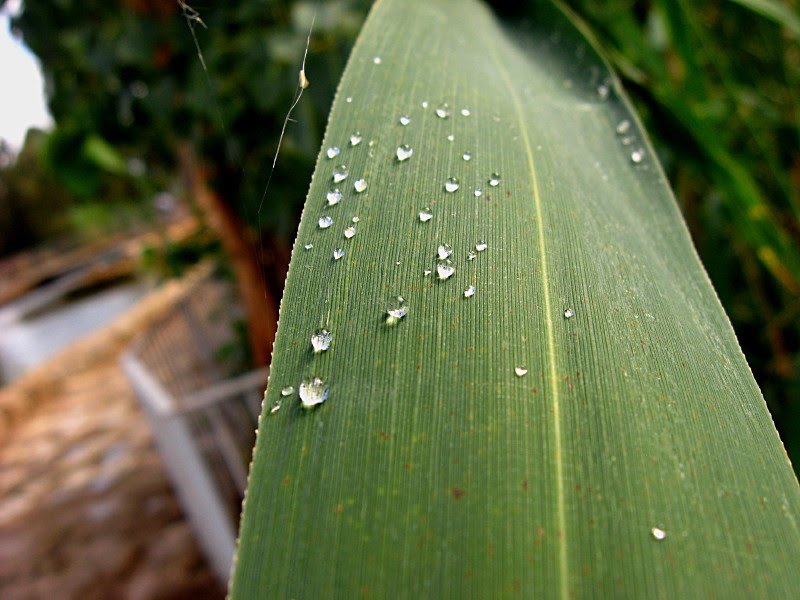 30-10-2010-diamond-coated-leaf5
