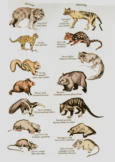 evolution  placentals  marsupials  evolution  placentals
