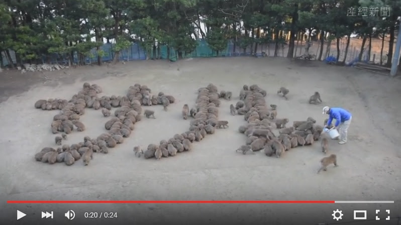 日本兵庫縣淡路島的一群猴子排出 猴 字 以迎接猴年的到來 Alpineatks 的網誌 Udn部落格