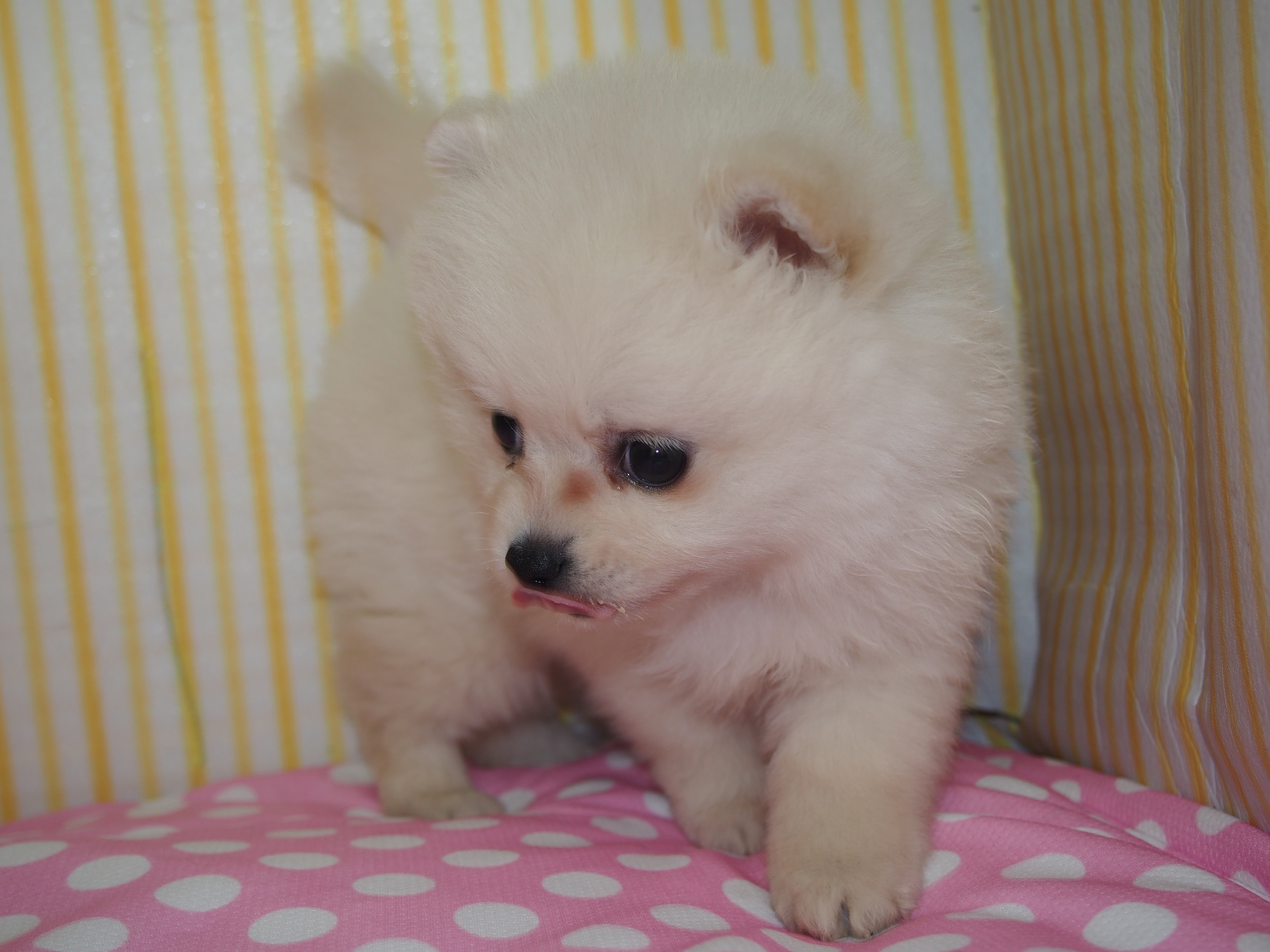 ギガちゃん 可愛い ィ甘えん坊ちゃん ペットのチャーリィー