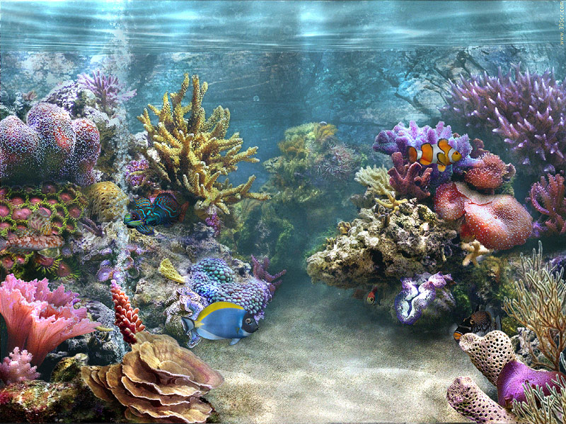 aquarium fish screensaver