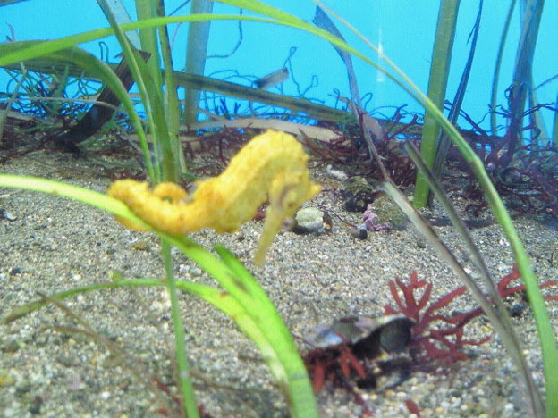 タツノオトシゴかわいい Photo Sharing Photozou
