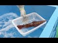 画像をダウンロード イカ 生きたまま 食べる 308000-イカ 生きたまま 食べる