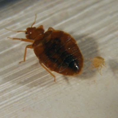 America's Most Bed Bug-Infested Cities - Forbes