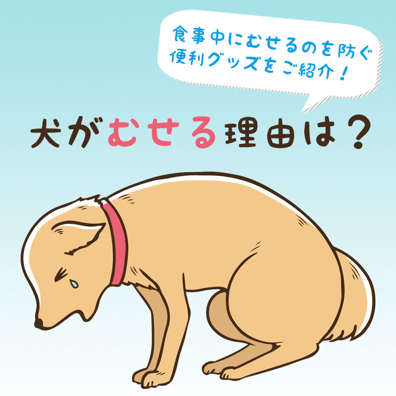 獣医師監修 犬がむせる理由は ごはん中にむせるのを防ぐ便利グッズをご紹介