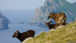 wild sheep on St Kilda island