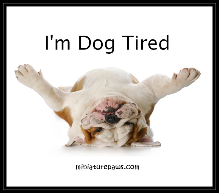 Dog Meme Dog Tired Bull Dogs Pinterest