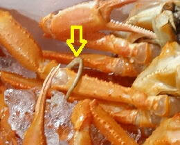 魚の寄生虫