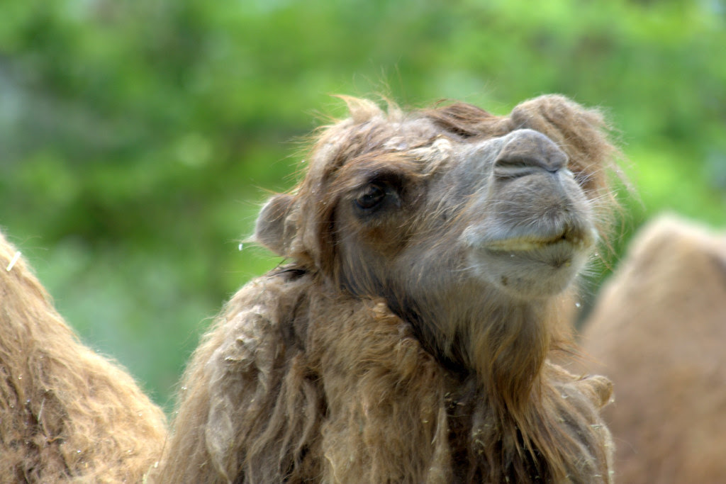 animales en el zoo