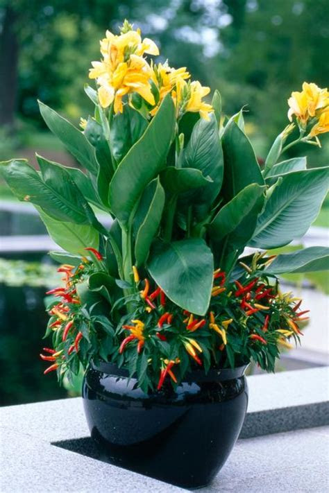 Home outdoors garden nataliia budianska/shuttersto. All About Cannas