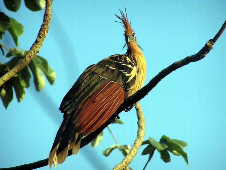 15 aves lindas raras