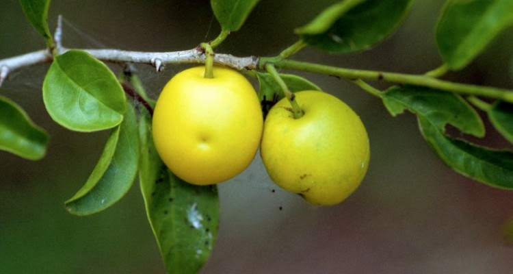 Ximenia Fruit - A Powerful New Health and Beauty Treatment
