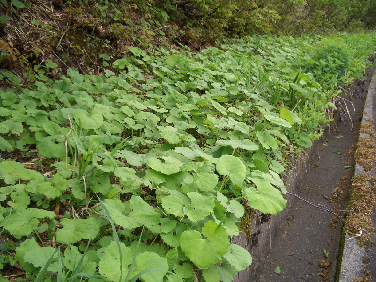 山のフキの苗販売 フキノトウ フキ 山のフキ 家庭山菜 フキ栽培