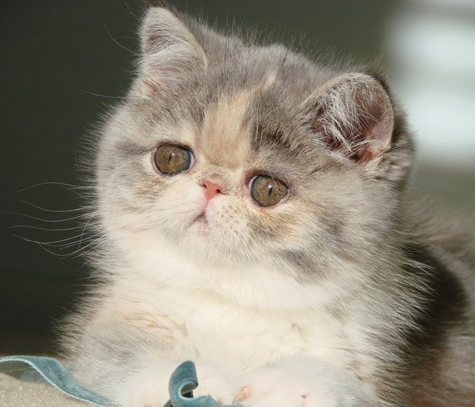 MEWZ Persian and Exotic Cats and Kittens Phoenix AZ MEWZ Persian and Exotic Cats and Kittens Phoenix AZ