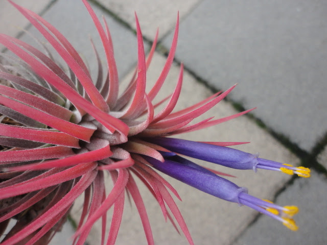 Pineapple Dialy イオナンタ ルブラ 開花