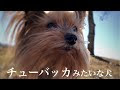 ヨークシャテリア チュー��ッカ 犬 199749