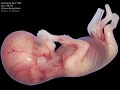 Télécharger l'image bebe de 11 semaine de grossesse 107684-Taille bébé 11 semaines de grossesse